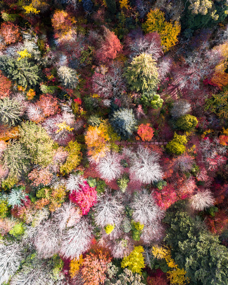 Blue Mountains-DJI_0094-2957 x 3696