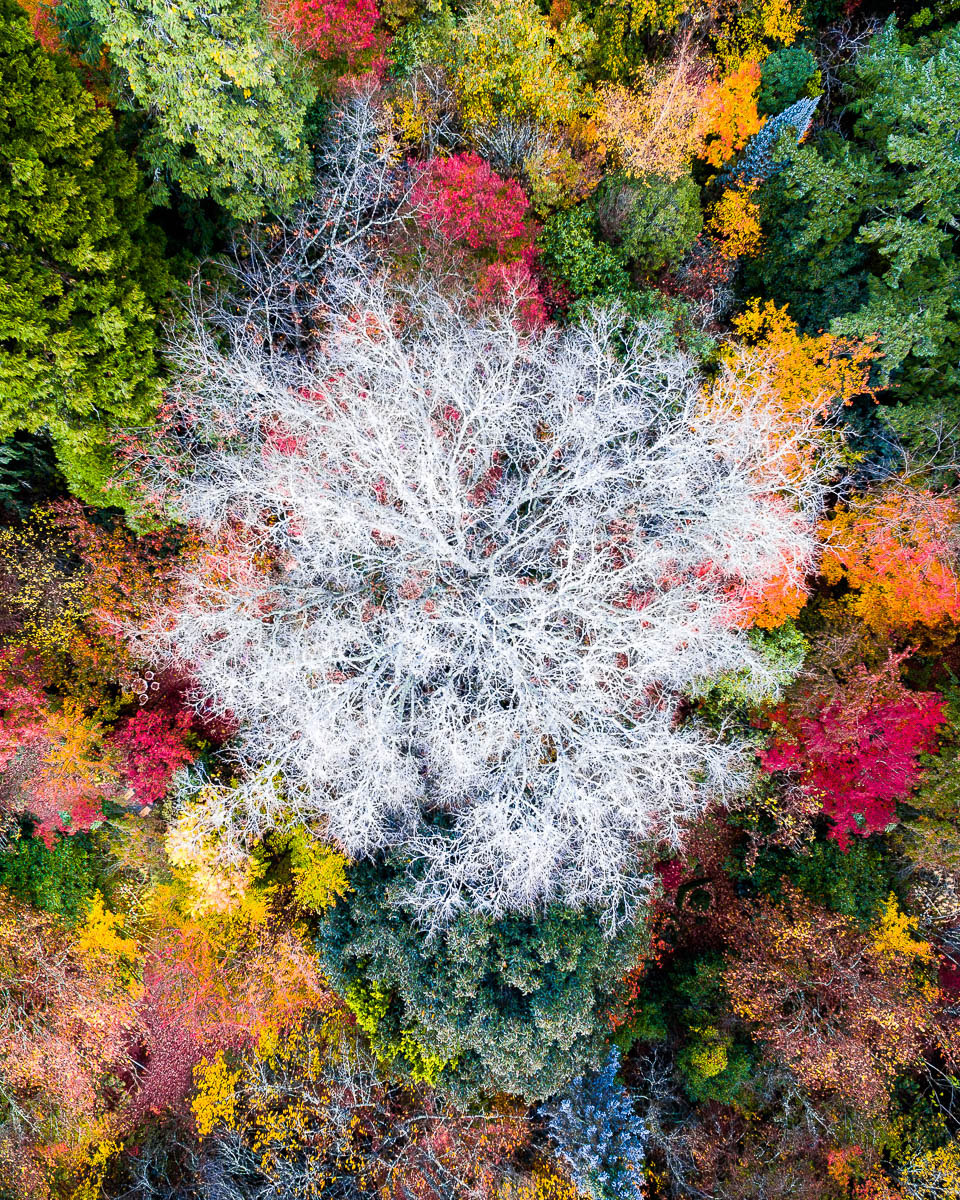 Blue Mountains-DJI_0099-2871 x 3590