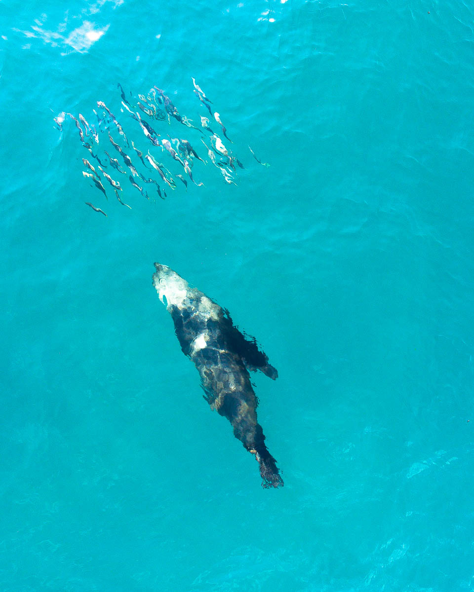 North Avoca Beach-DJI_0036 (1)-2426 x 3032