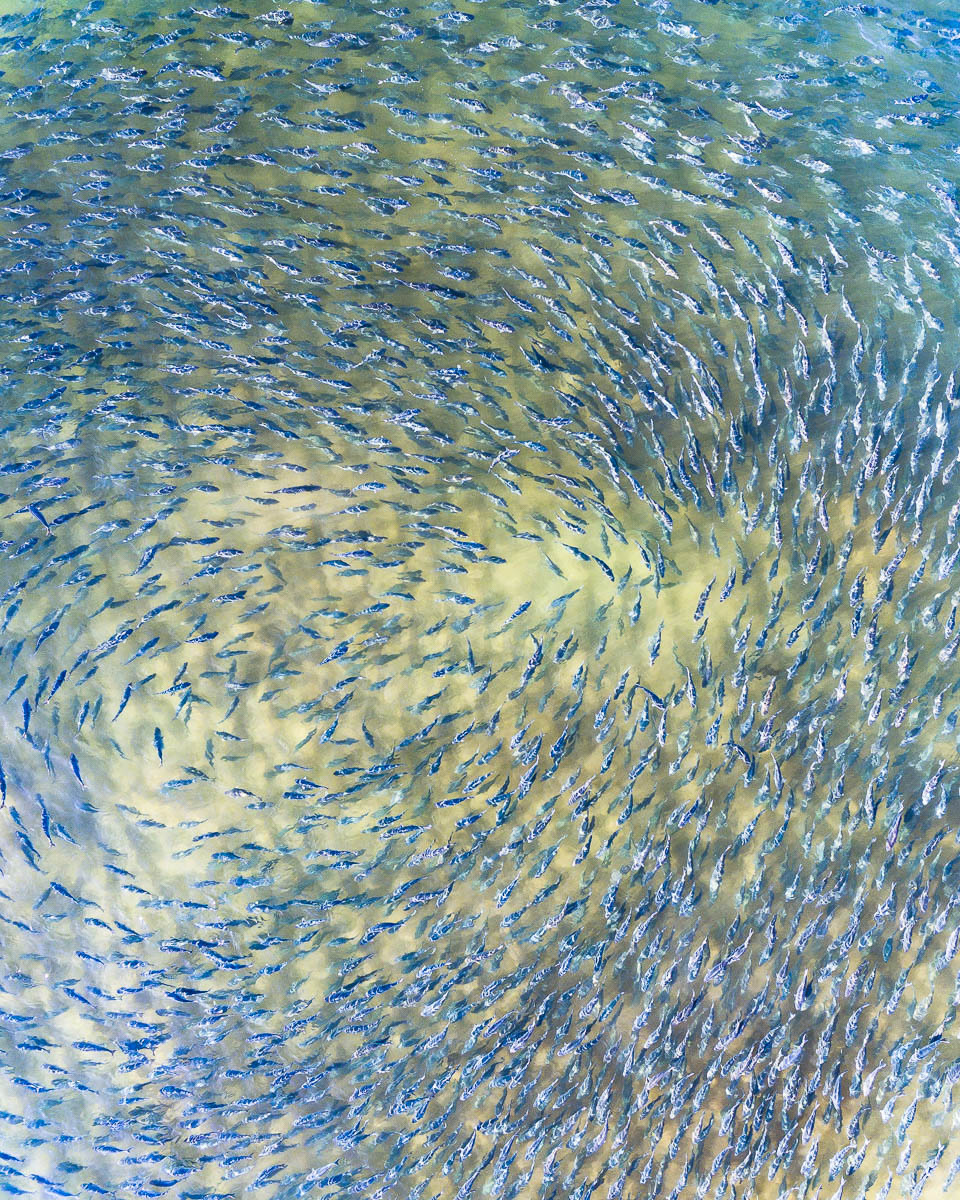 Avoca-DJI_0077 1-960 x 1200