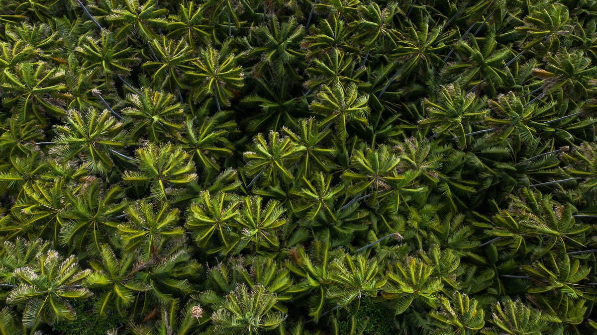 Lord Howe Island-DJI_0706-1200 x 674