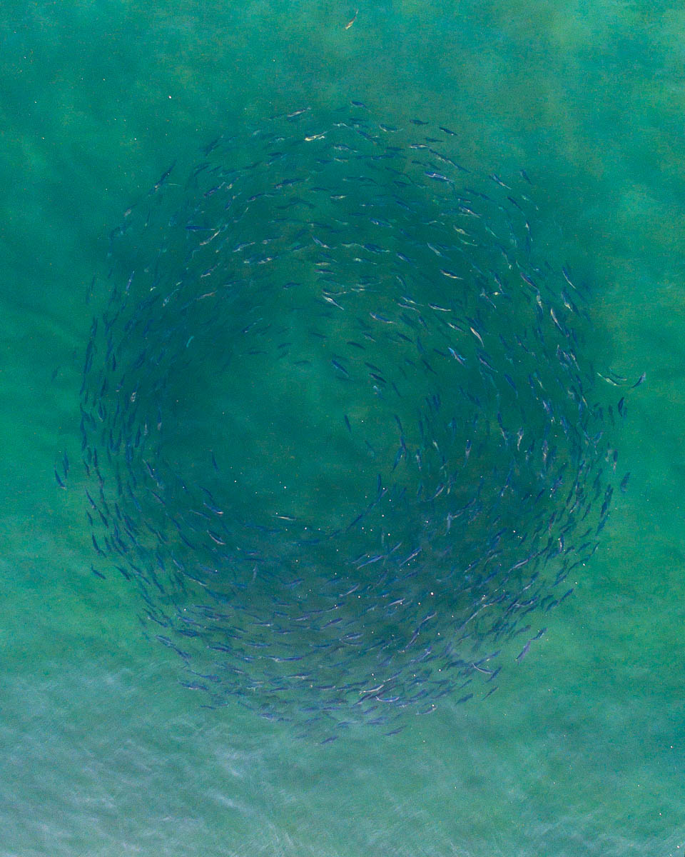 Marine Life-DJI_0006 (1)-960-x-1200