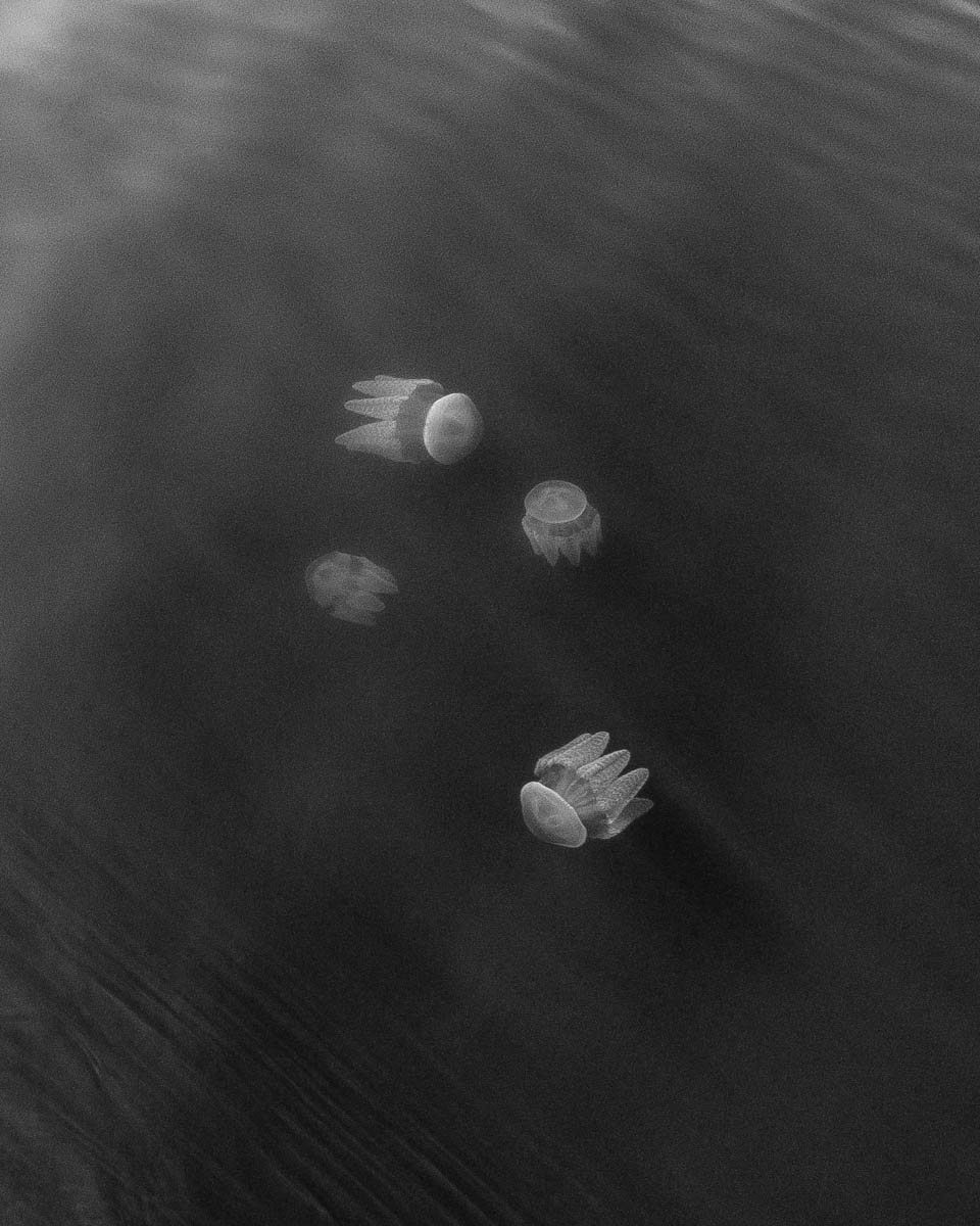 marine-life-central-coast-drones