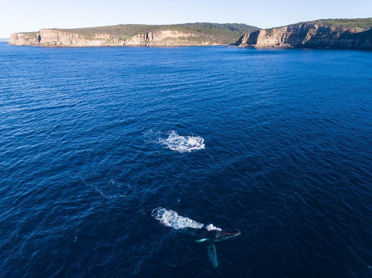 Marine Life-DJI_0027Bouddi-1200-x-900