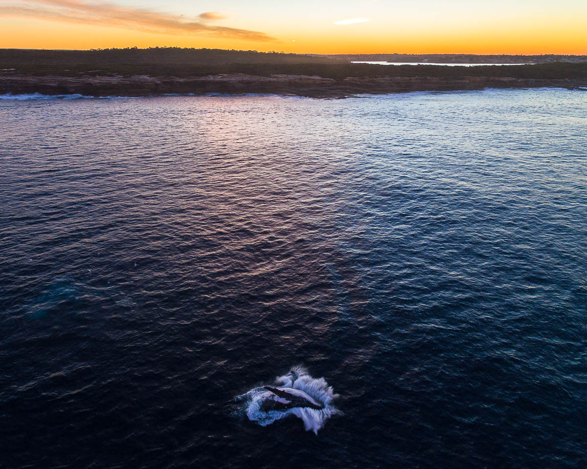 Marine Life-DJI_0038-2-1200 x 960