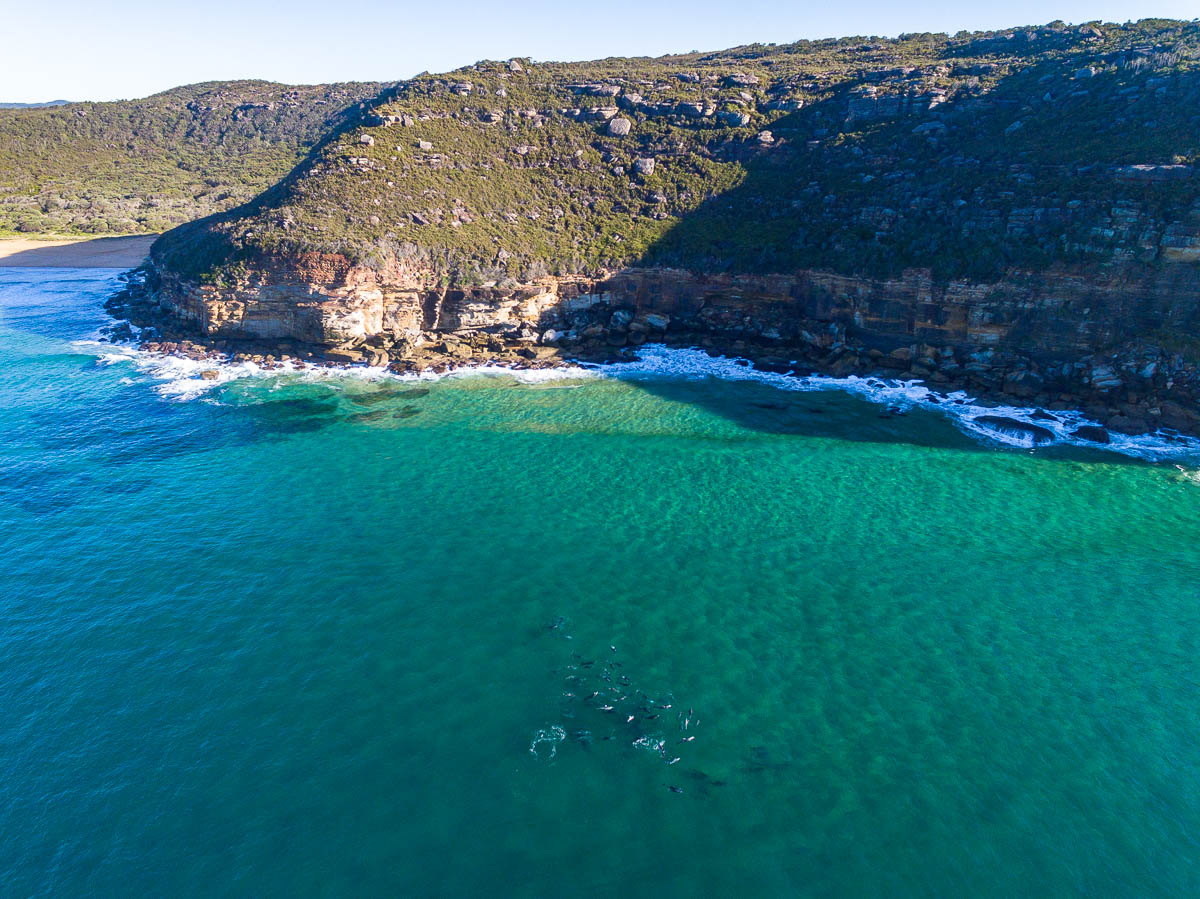 Marine Life-DJI_0055 1Tallows-1200-x-900