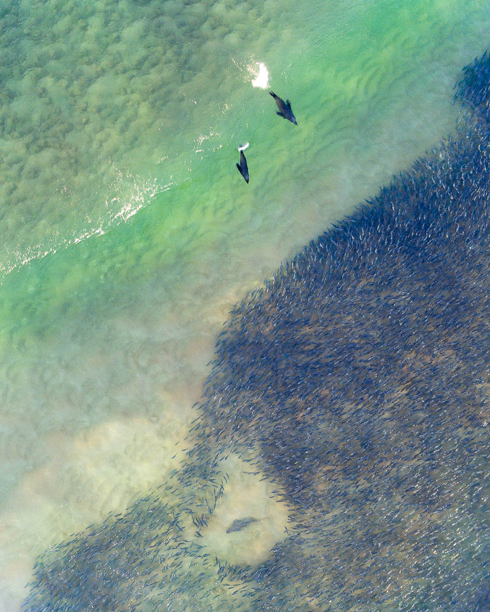 Marine Life-DJI_0056 1-960 x 1200