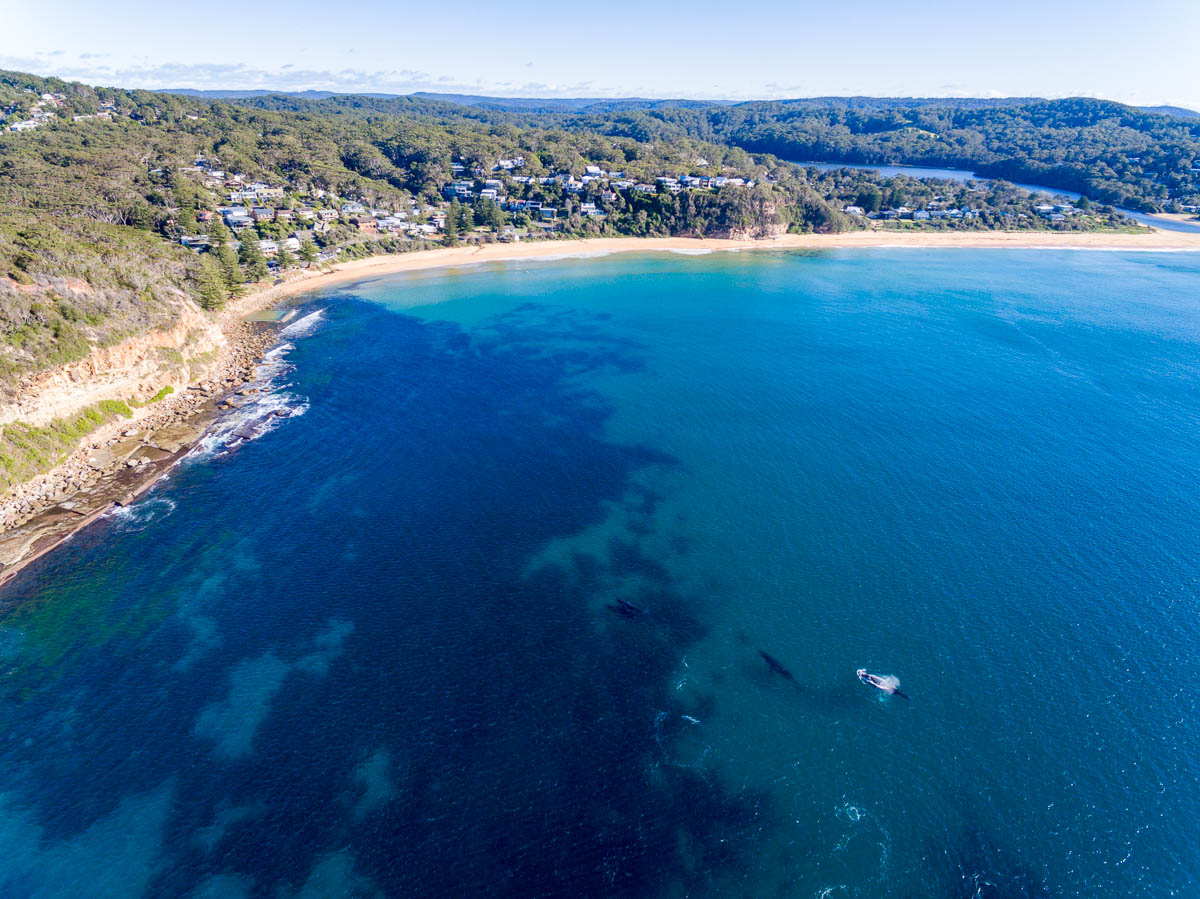 Marine Life-DJI_0059 1Macs-1200-x-900