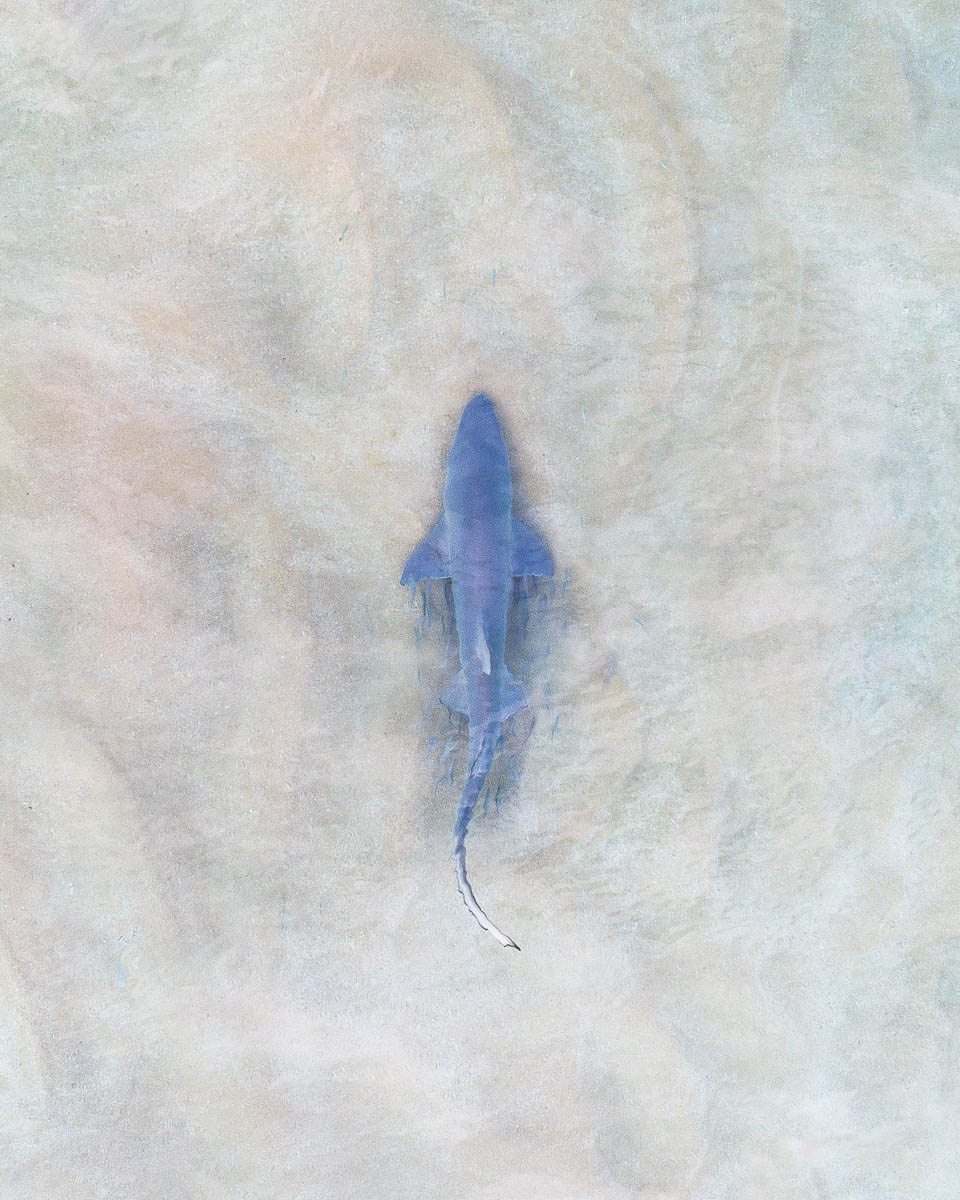 Marine Life-DJI_0060 1-960 x 1200