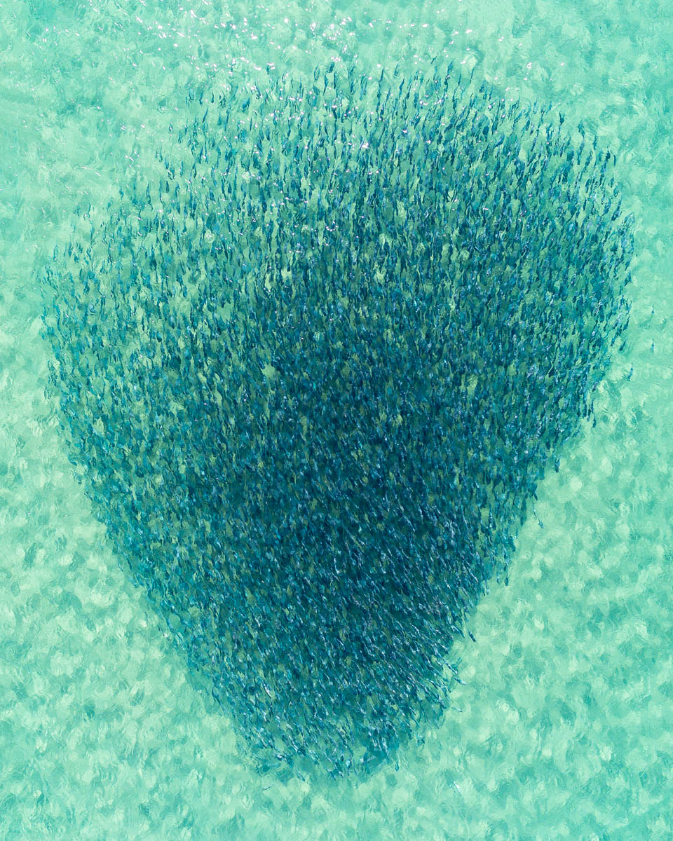 Marine Life-DJI_0063 1 (1)-960-x-1200