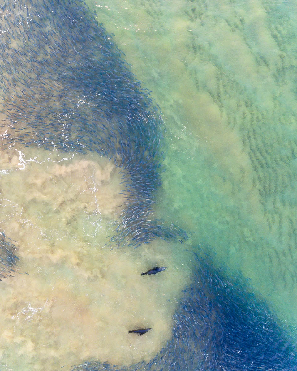 Marine Life-DJI_0063 1-960-x-1200