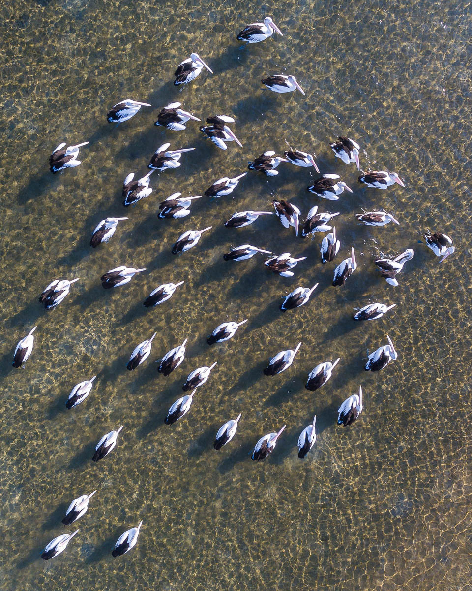 Marine Life-DJI_0069 (1)-960 x 1200