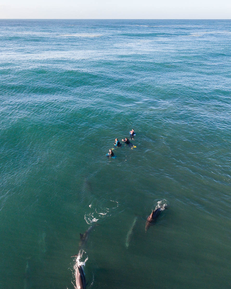 Marine Life-DJI_0071-960 x 1200