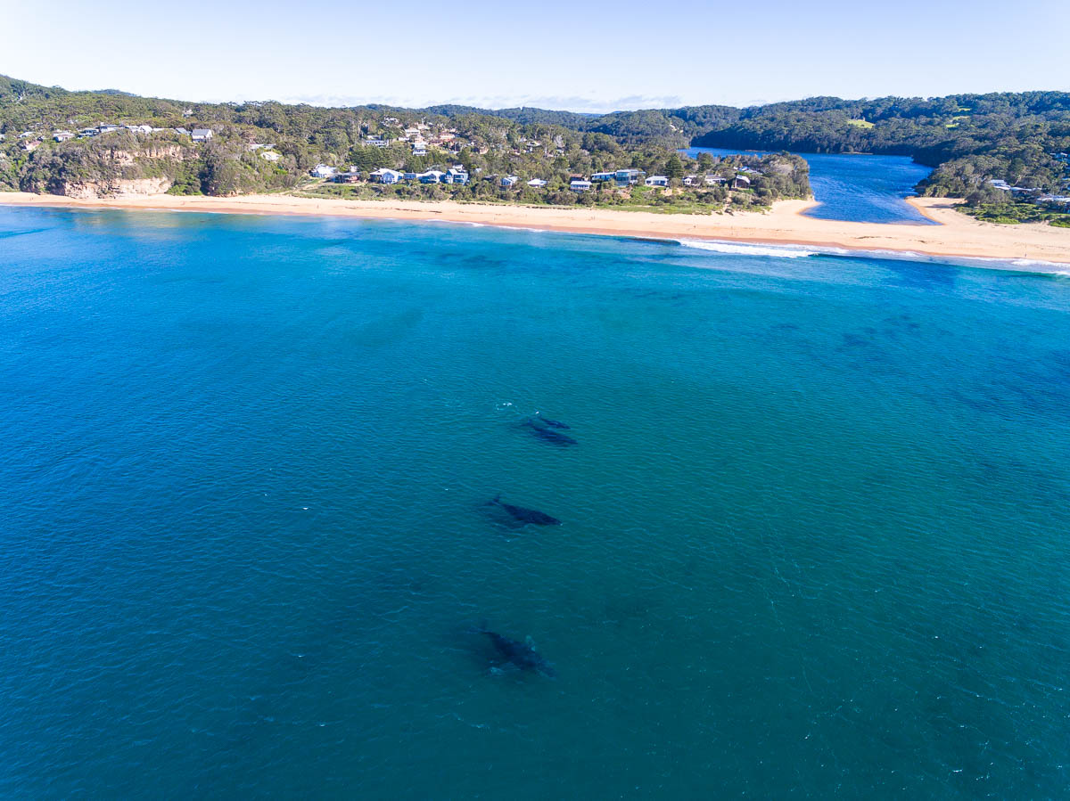 Marine Life-DJI_0101Macs-1200-x-900