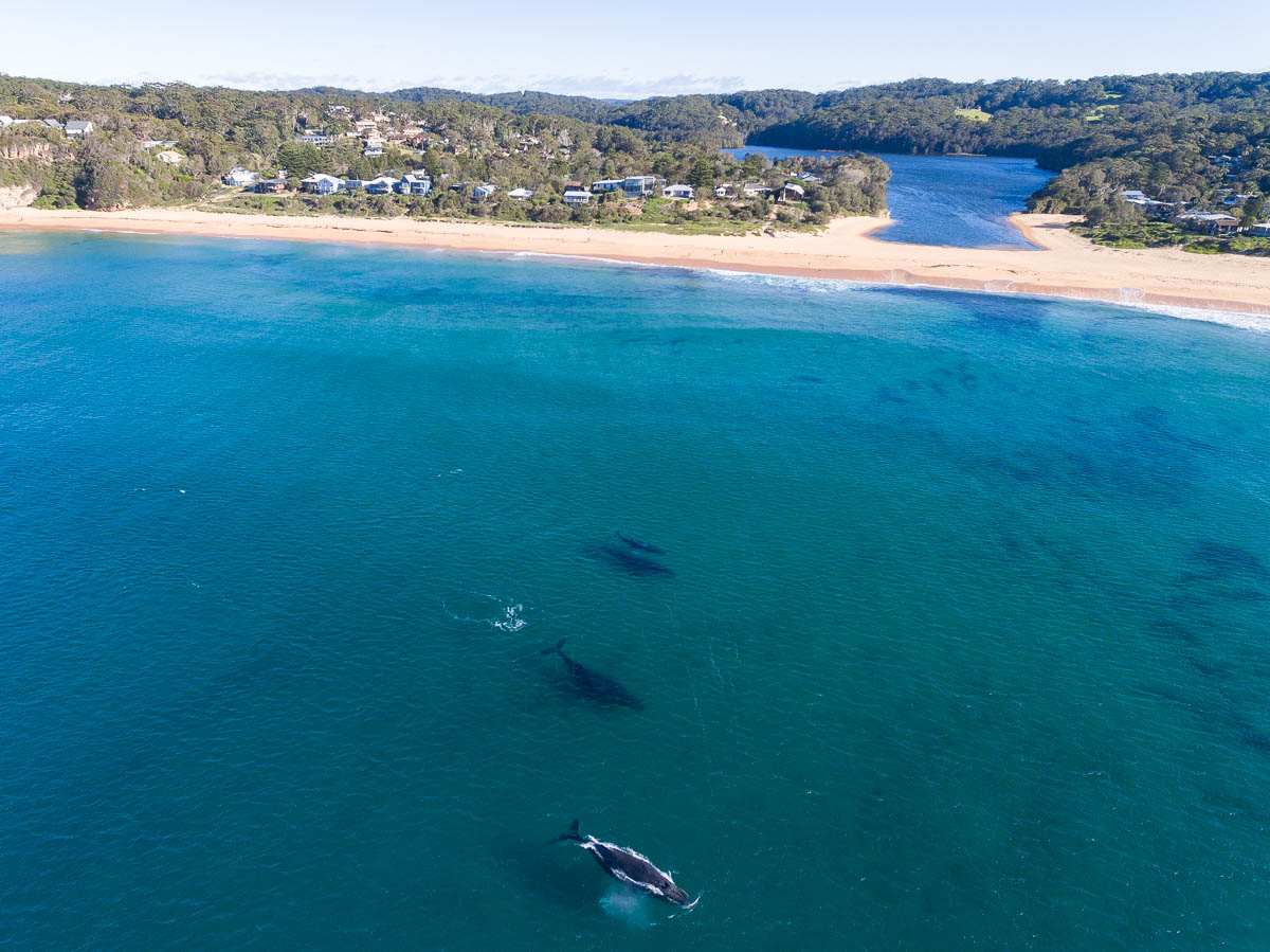 Marine Life-DJI_0106 1-1200-x-900