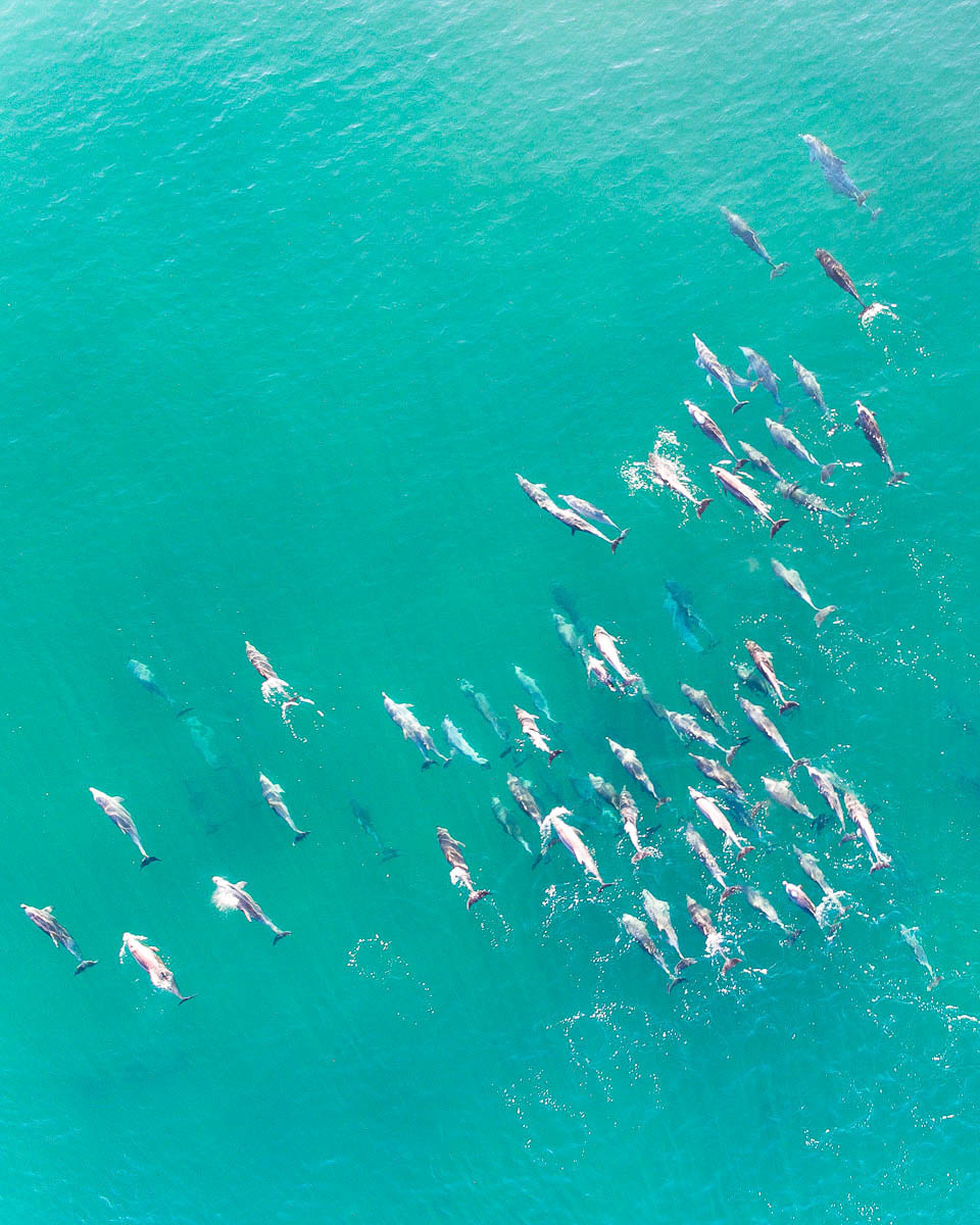 Marine Life-DJI_0124-960 x 1200