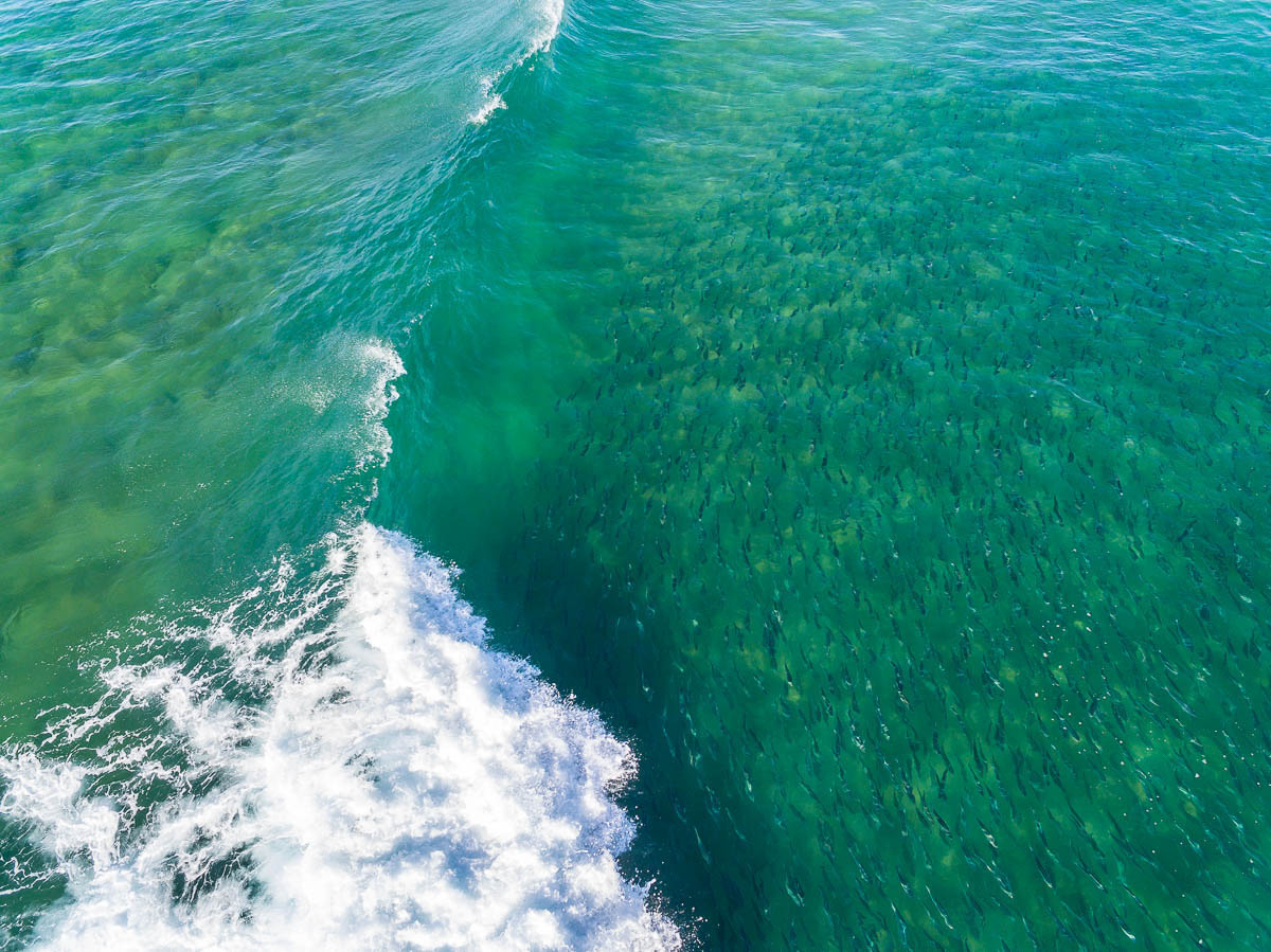 Marine Life-DJI_0133-1200 x 899