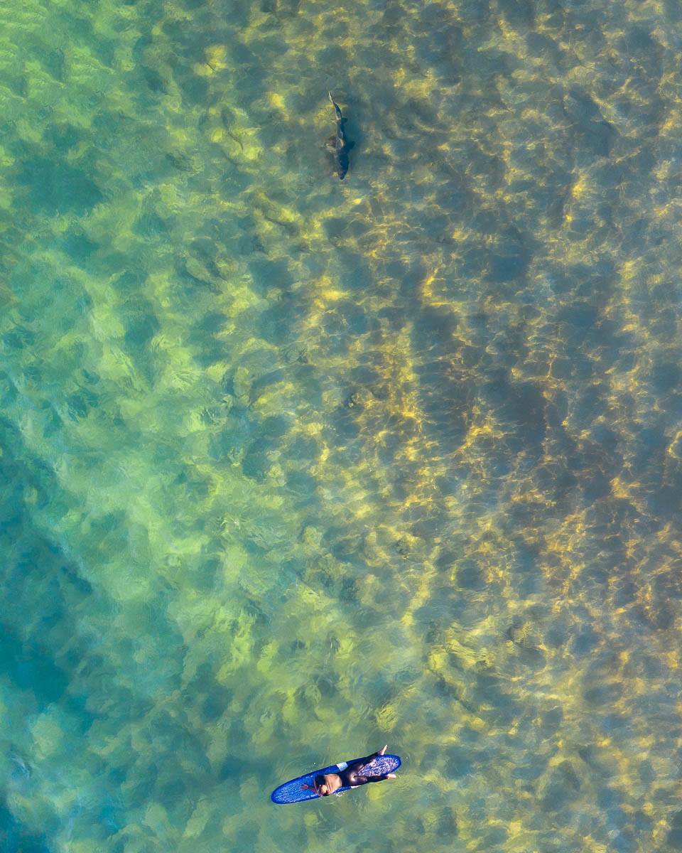 Marine Life | Central Coast Drones