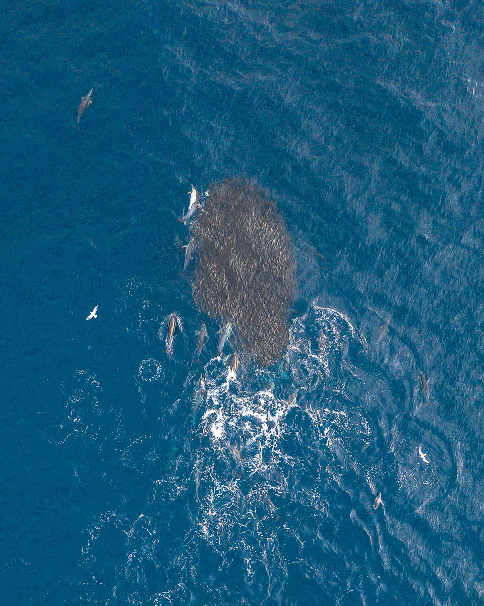 Marine Life-DJI_0210 crop-960 x 1200