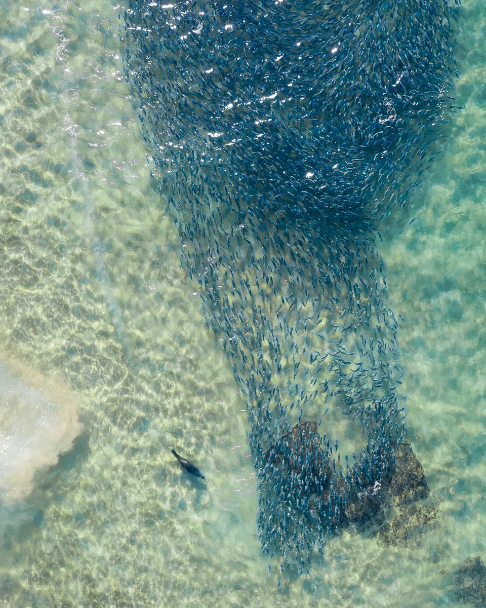 Marine Life-DJI_0347-960 x 1200