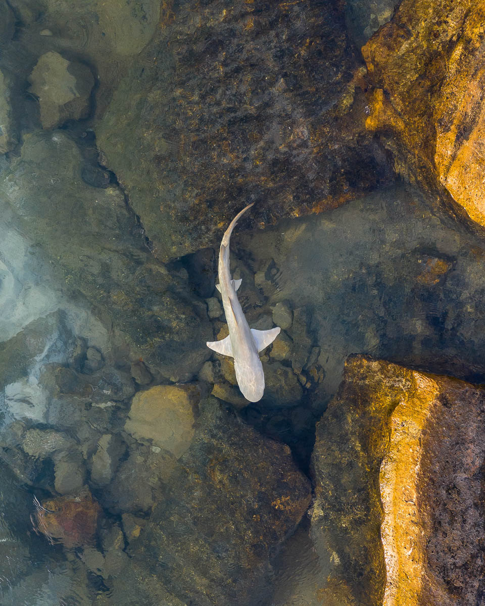Marine Life-DJI_0385 1-960-x-1200