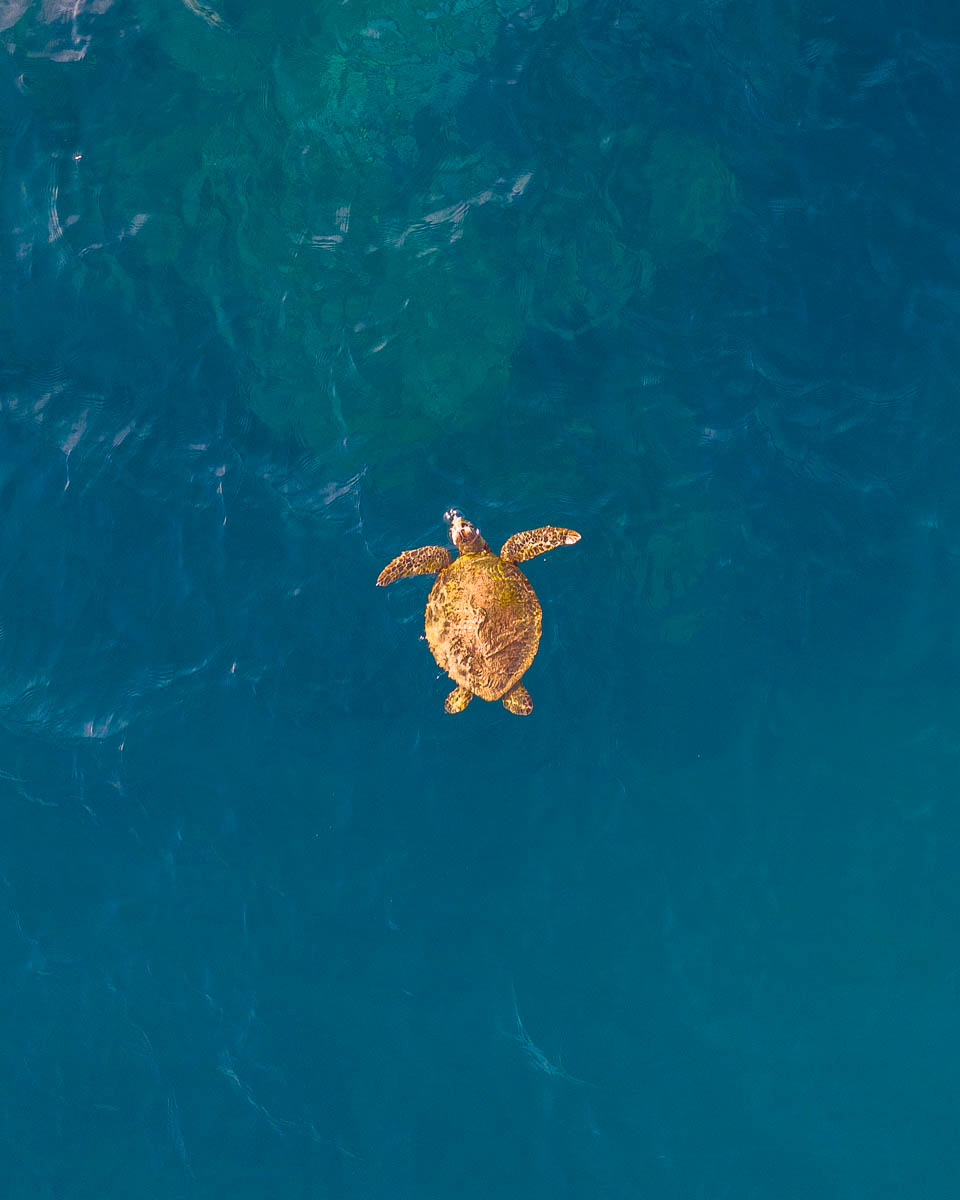 Marine Life-DJI_0409 Reed Plummer Ocean Rafting Day 3-960-x-1200