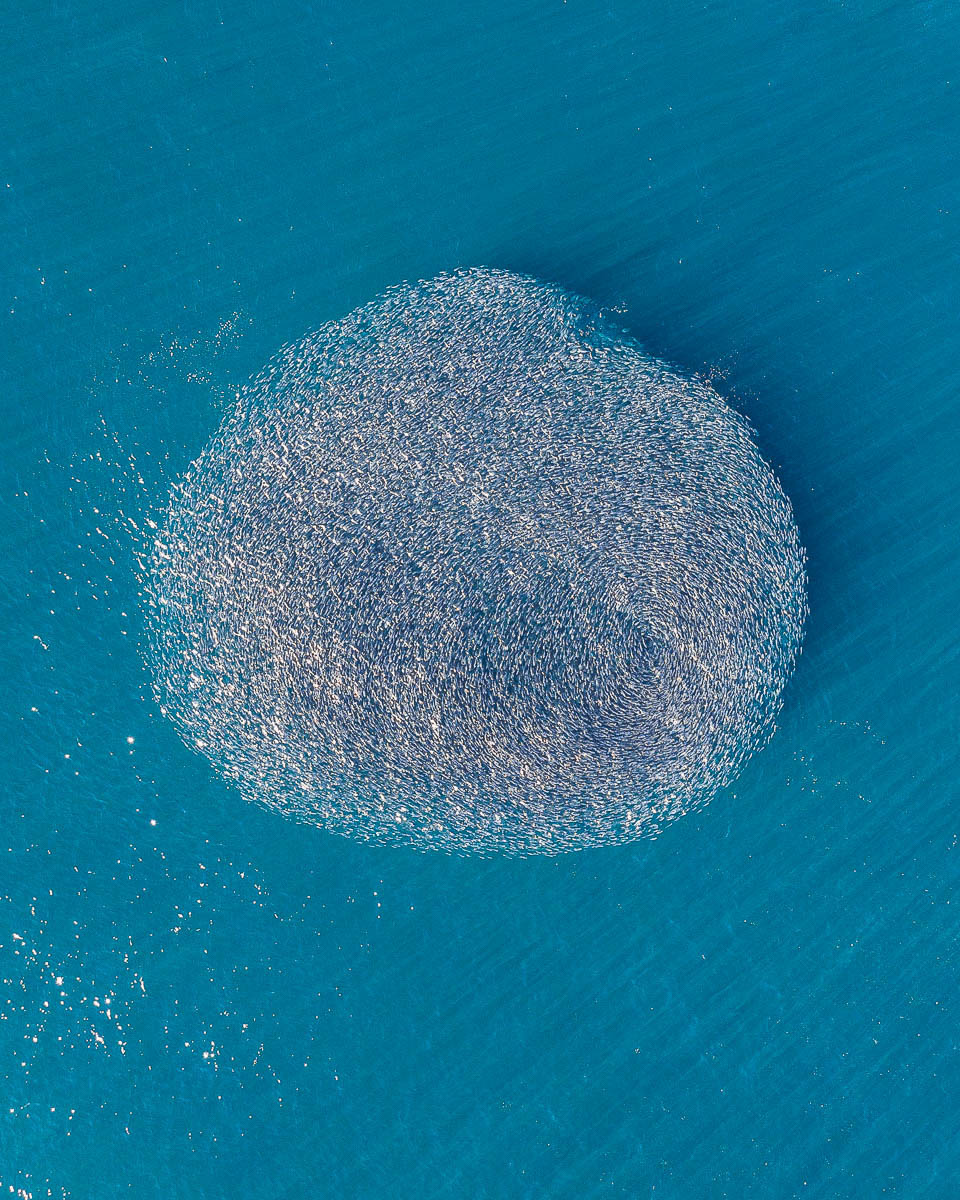 Marine Life-DJI_0586 crop-960 x 1200