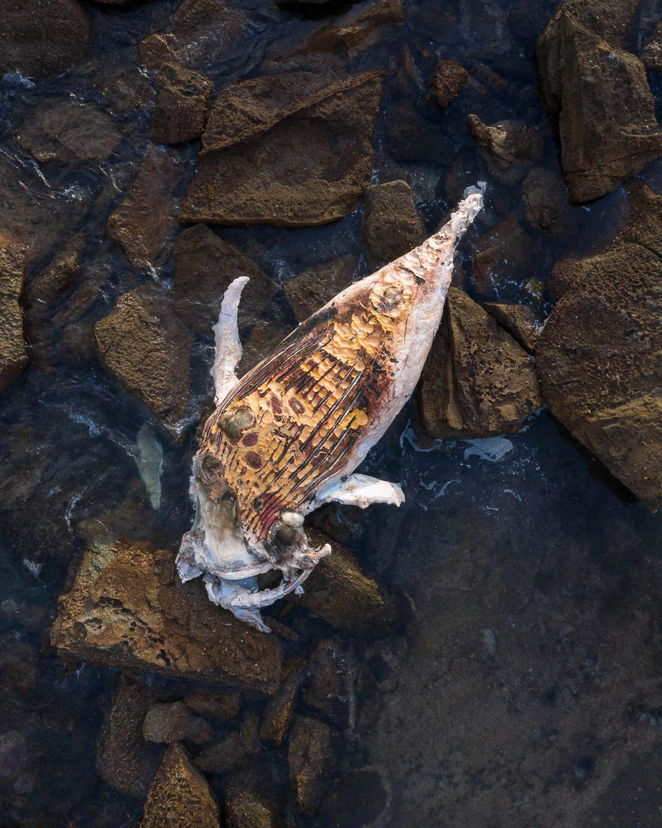 Marine Life-DJI_0745-960 x 1200