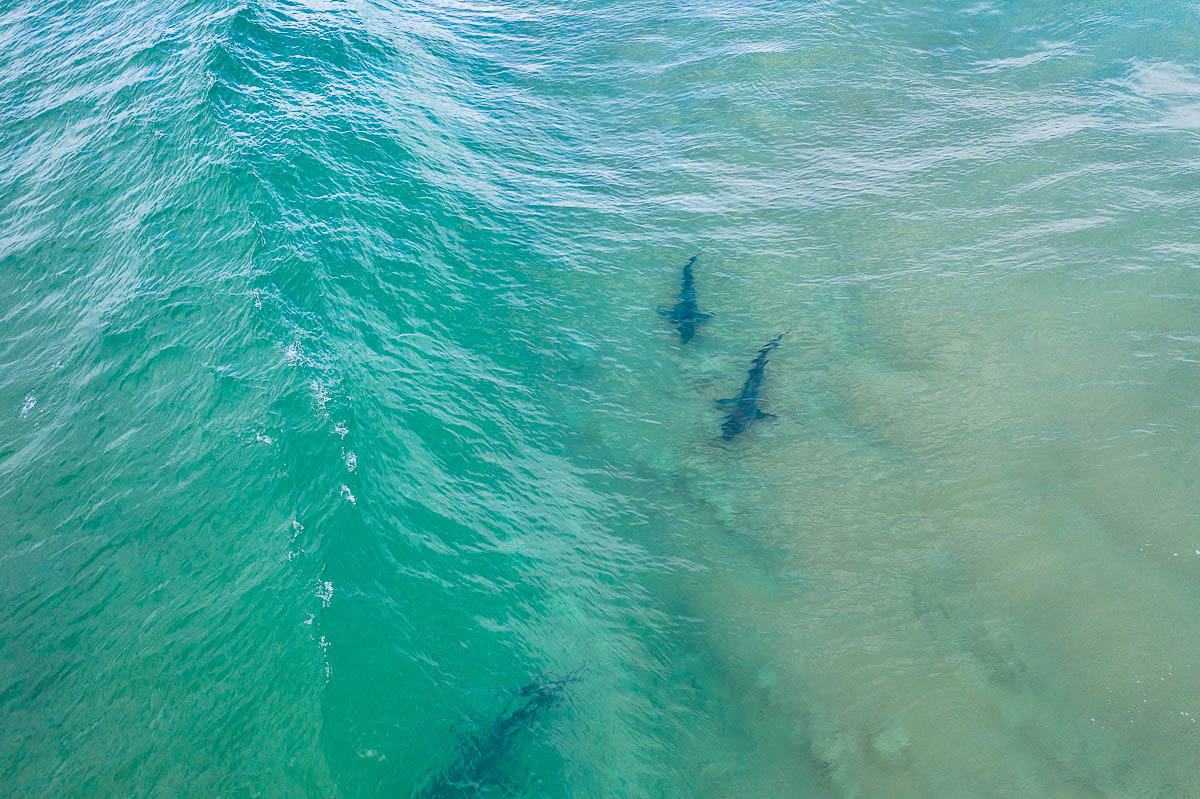 Marine Life-DJI_0764 2-1200 x 799
