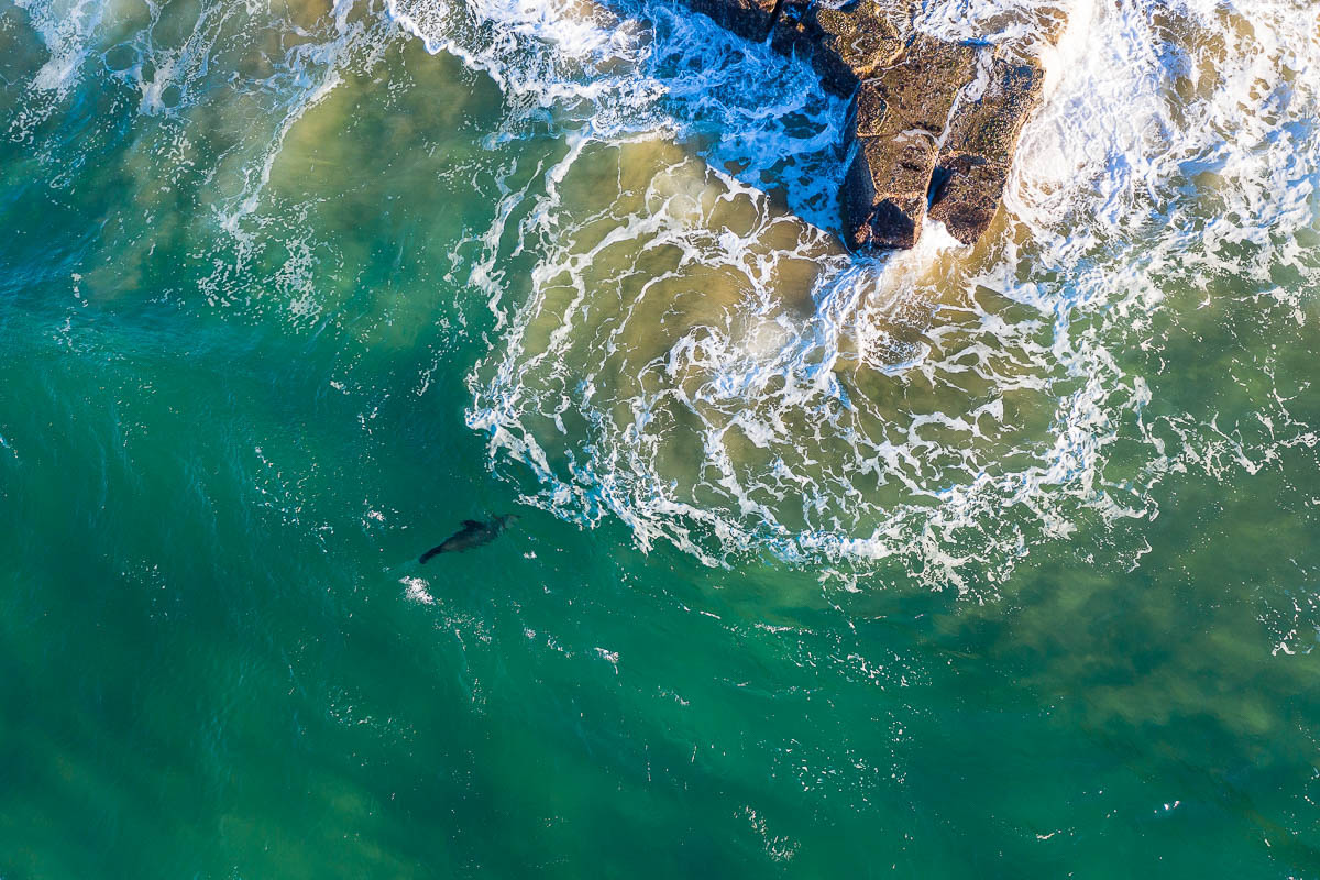 Marine Life Central Coast Drones