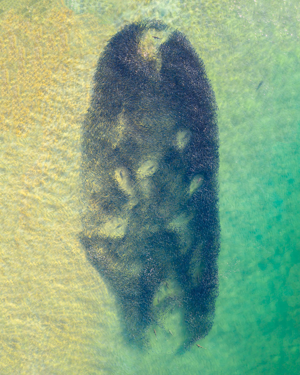 Marine Life-DJI_0954 1-960 x 1200