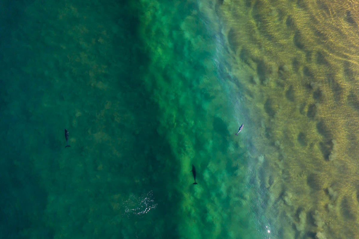 Marine Life | Central Coast Drones