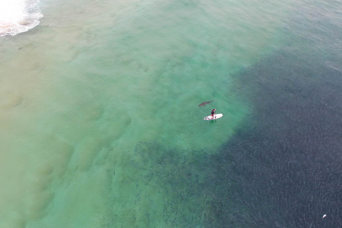 Marine Life-Screen Shot 2018-11-21 at 3.41.38 PM 1 (1)-1200 x 800