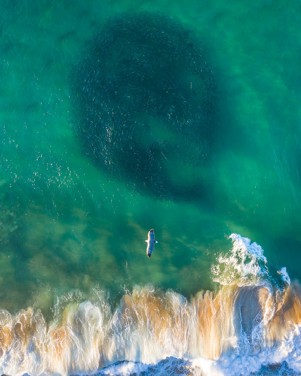 North Avoca Beach-DJI_0212-960 x 1200