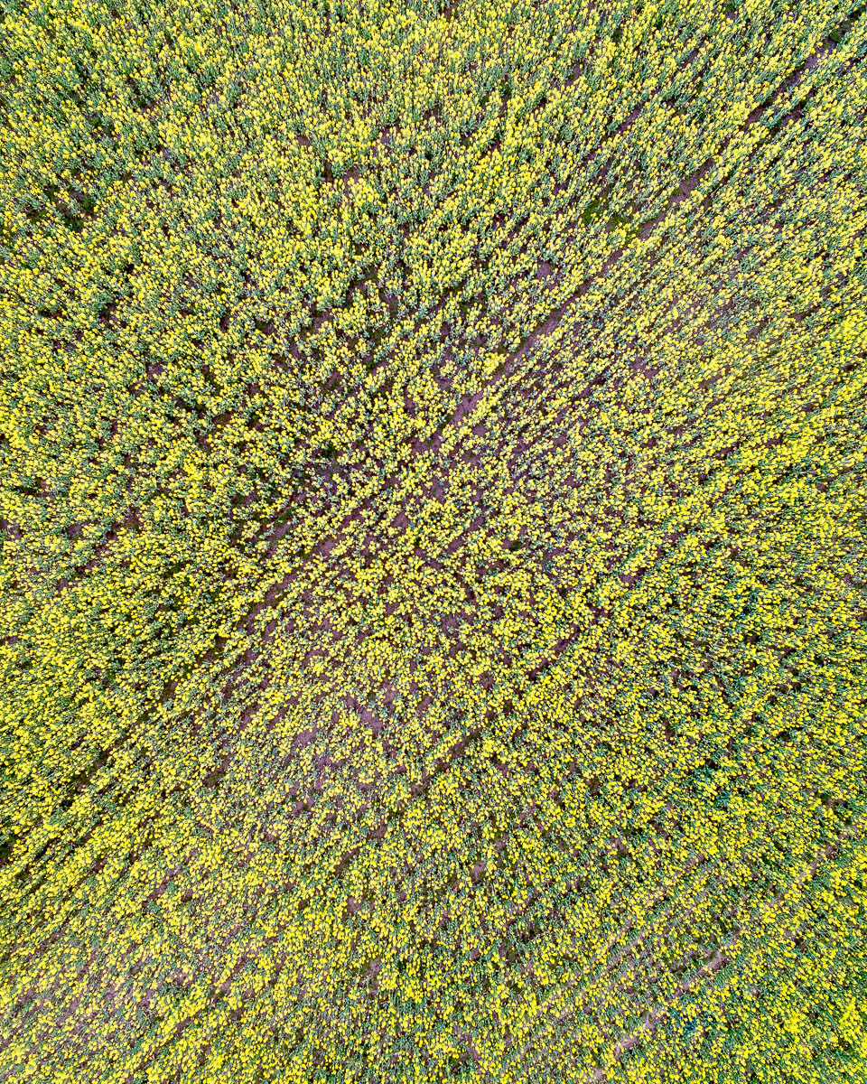 South Coast-DJI_0097 2-960 x 1200