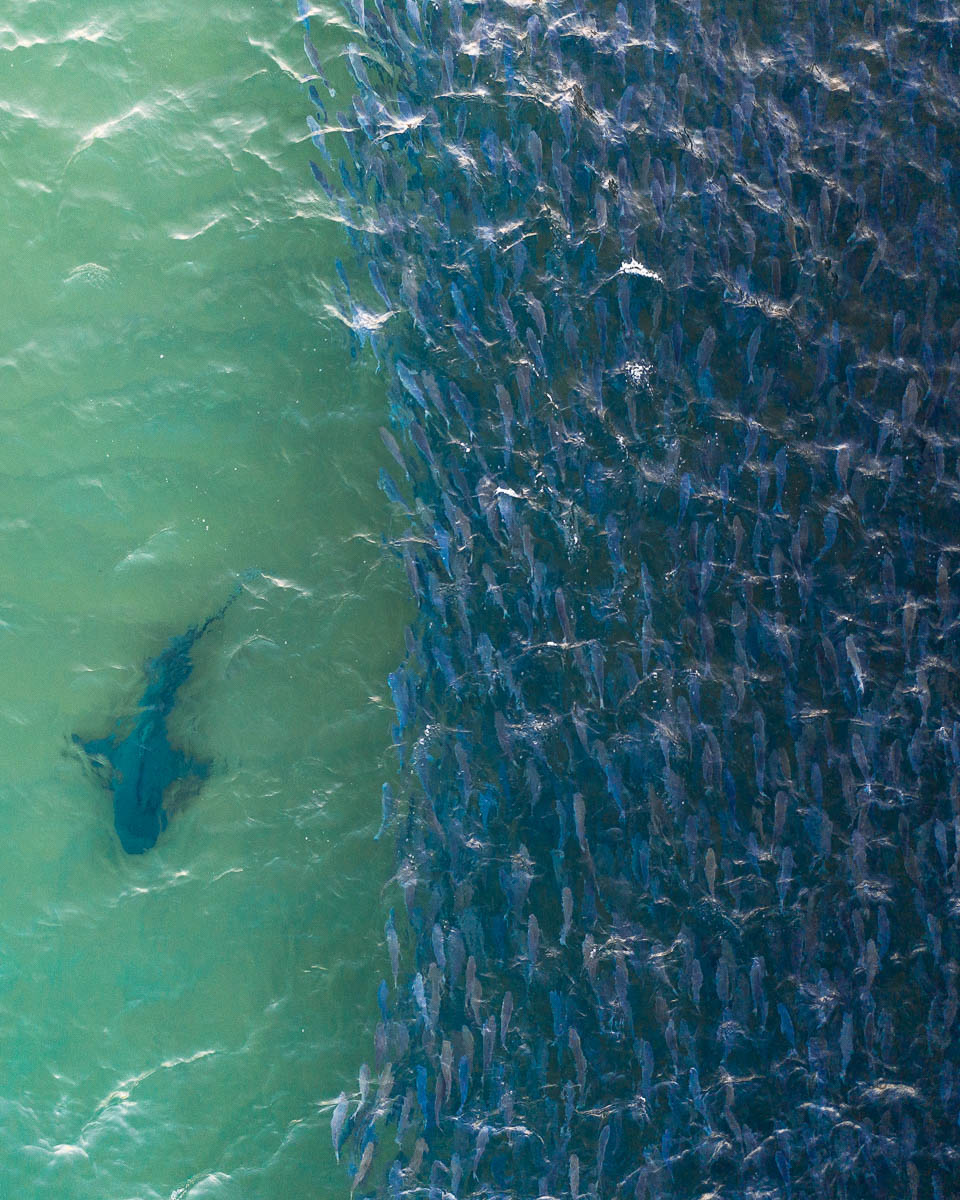 Spoon Bay-DJI_0983-960 x 1200