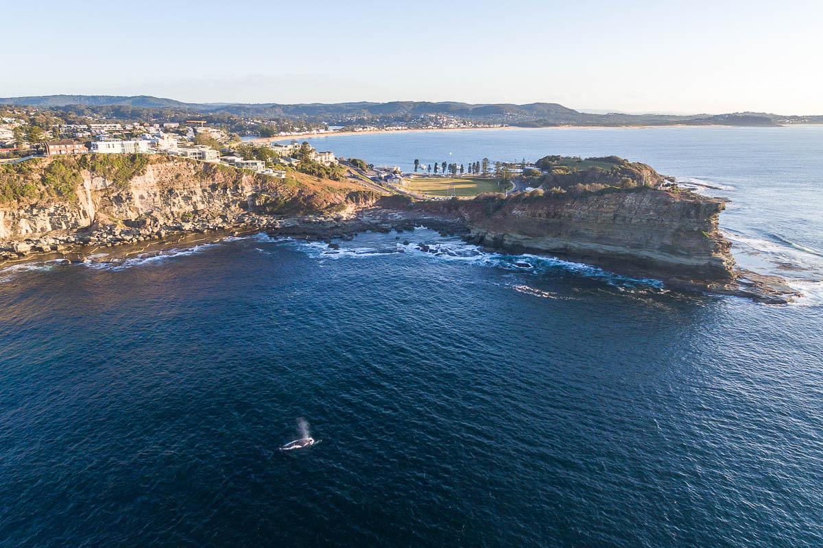 Terrigal Beach-DJI_0032 1-1200 x 800