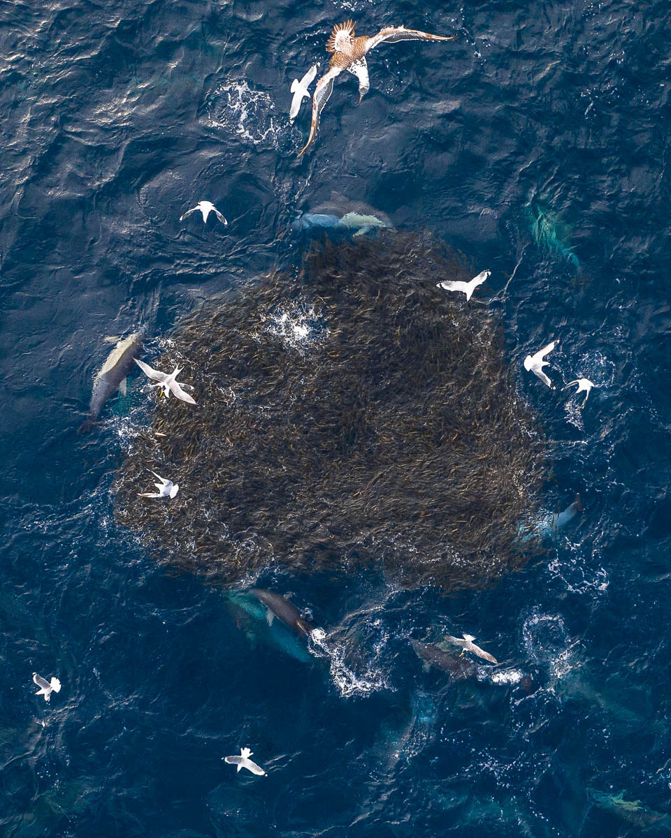 Terrigal-DJI_0187 4-960 x 1200