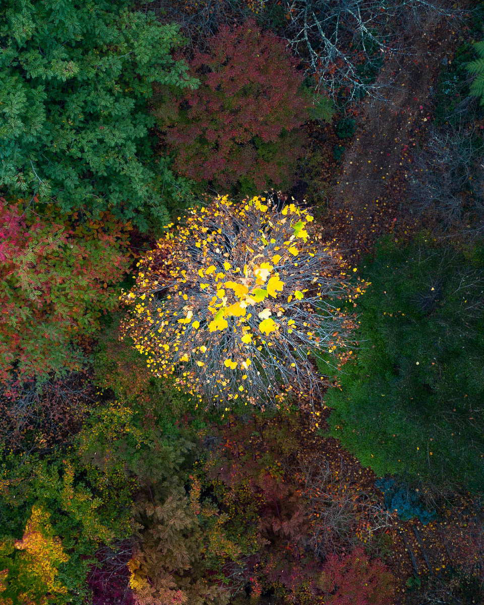 The Blue Mountains-DJI_0511 1 1-960 x 1200