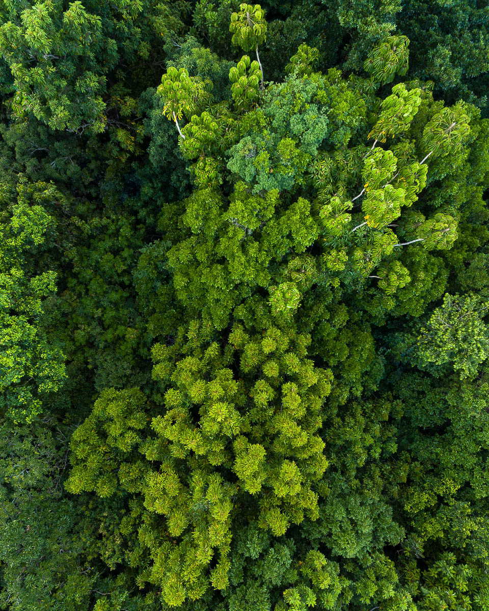 Tropical North QLD-DJI_0149 2-960 x 1200