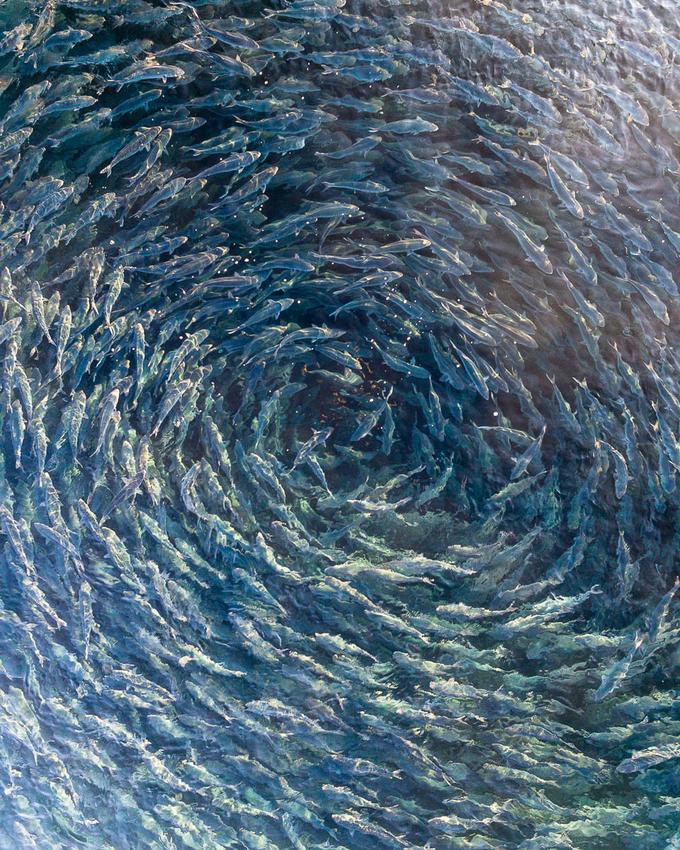 Wamberal-DJI_0014 2-960 x 1200