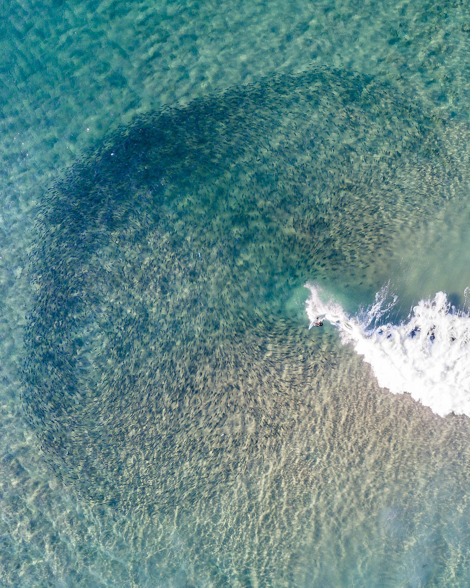 Waves _ Surfing-DJI_0135 1 CROP-960 x 1200